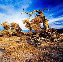 《原神》2.8版更新：老爷皇女新衣装 金苹果群岛开放