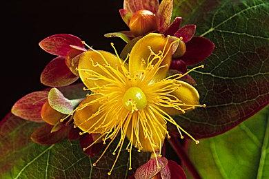 《红至日2：幸存者》新DLC——康达提斯集团正式上线